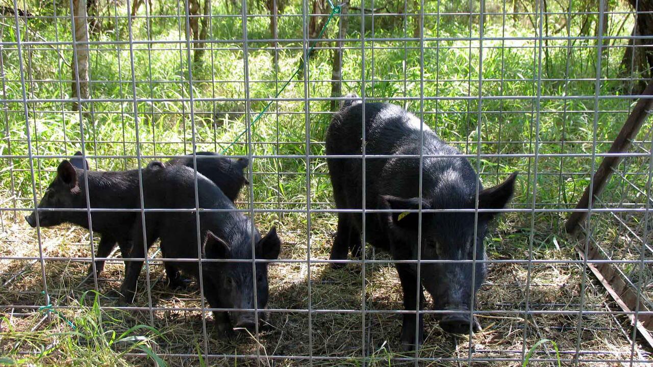 An adult wild hog and two piglets, all covered in coarse black hair, stand inside a wire-sided trap set in green grass on the edge of some woods.
