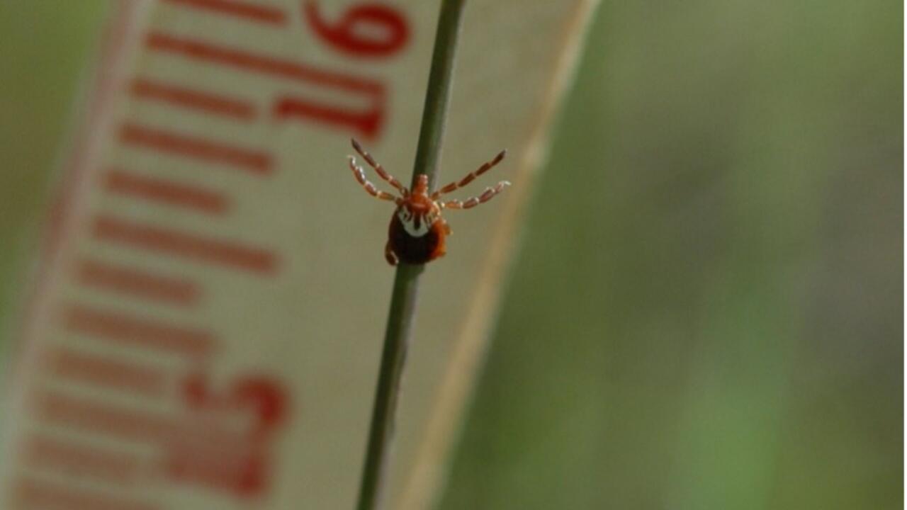Gulf Coast Tick shown above ruler.