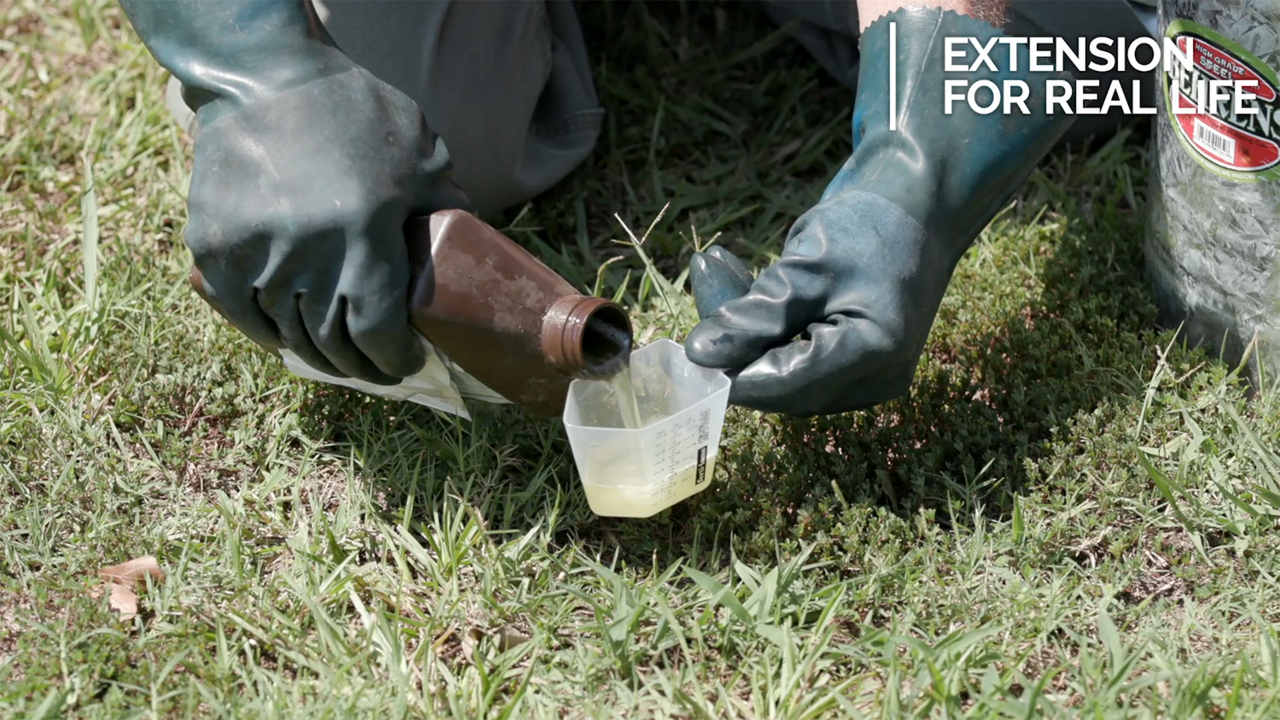 A close-up of gloved hands pouring a liquid drench pesticide into a measuring cup.