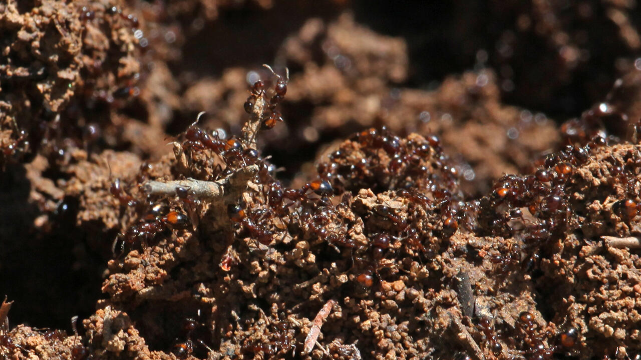 Invasive fire ants crawl over a mound of soil. (File photo by MSU Extension/Kat Lawrence)