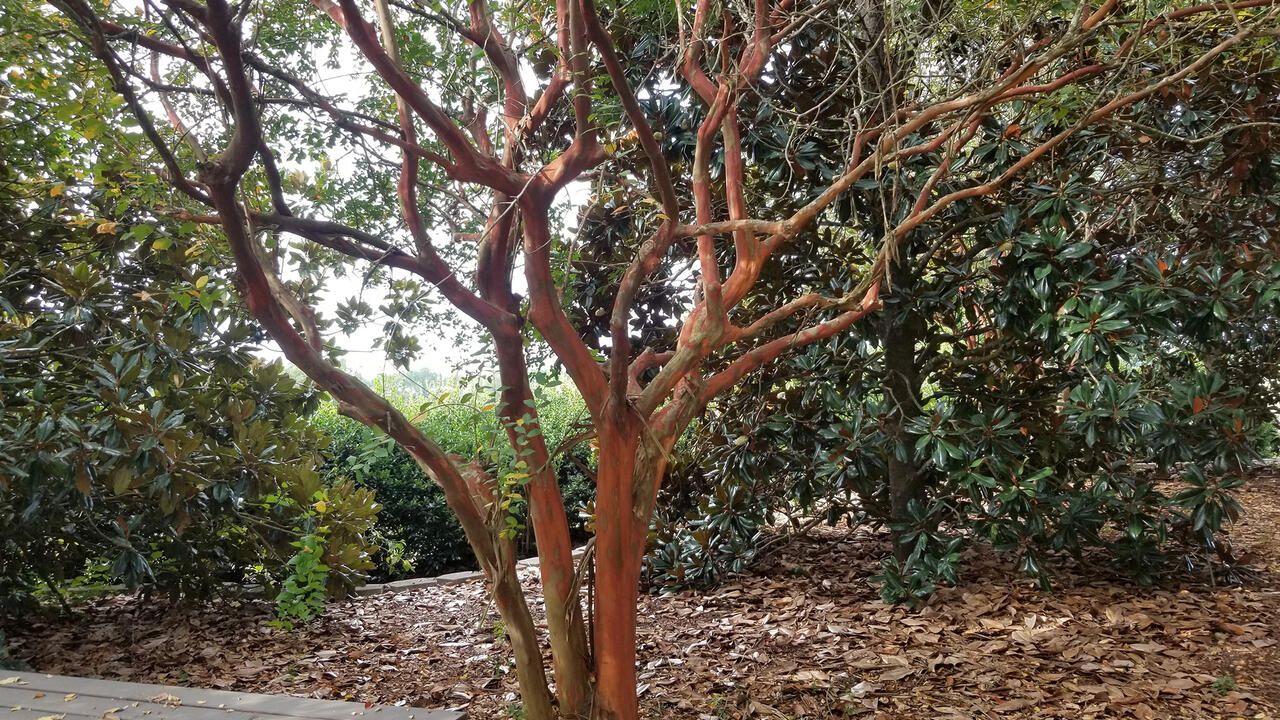 A small tree has numerous, light brown branches.