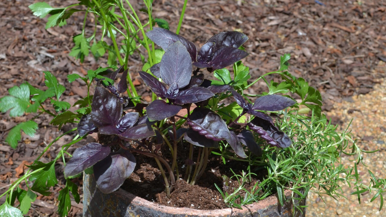 Herb Container