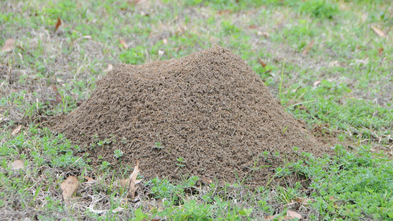 Fire ant mound