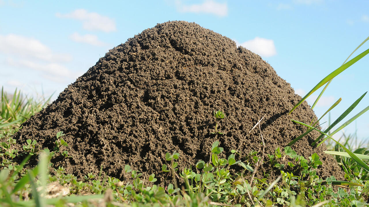 A close-up of a fire ant mound.