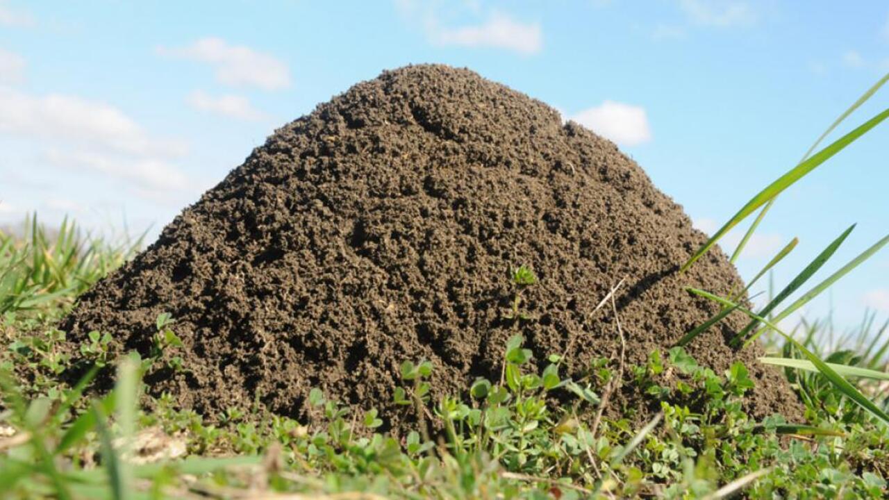 Close-up of a fire ant mound