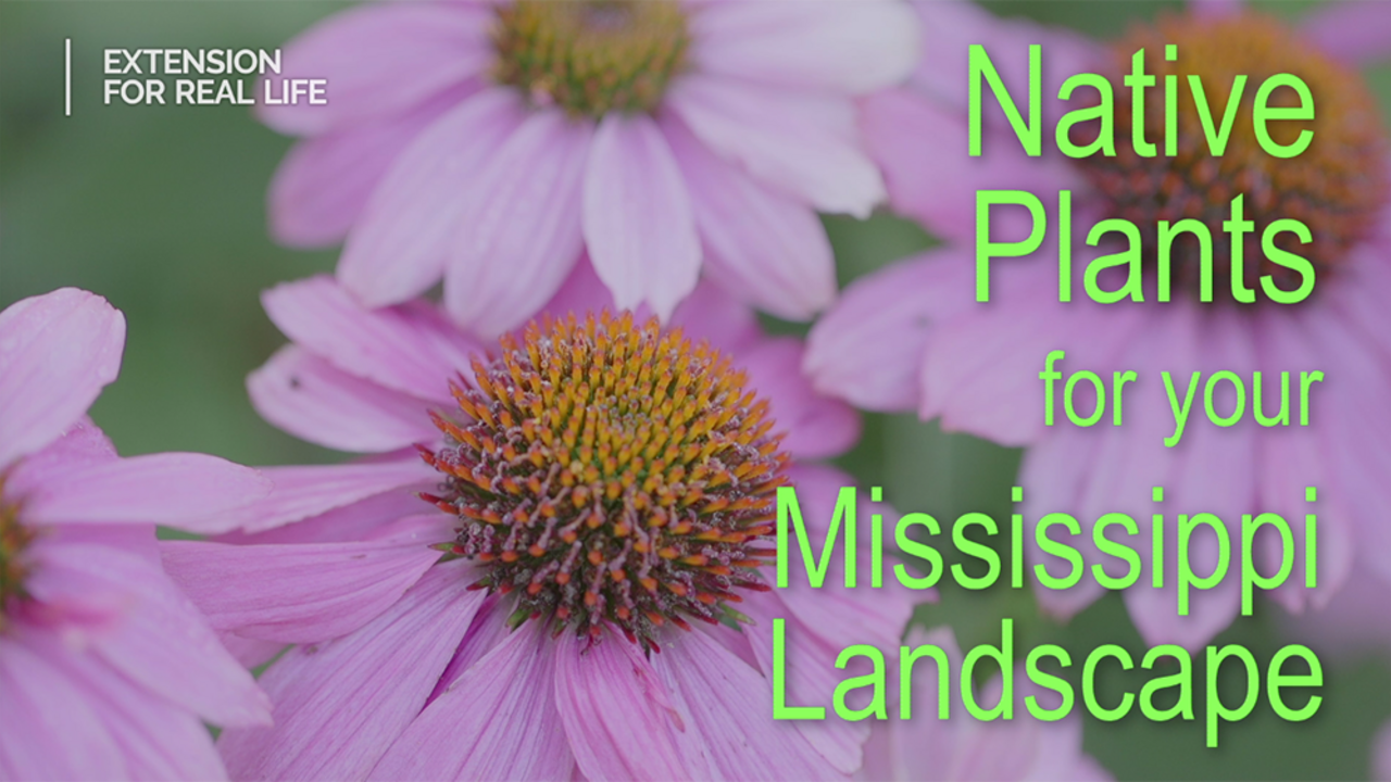 Pink coneflowers which are native to Mississippi.