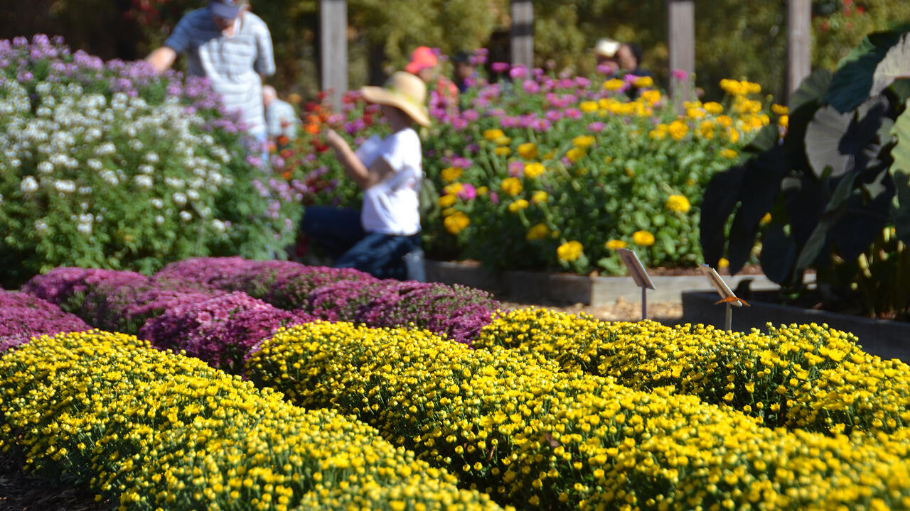 Rows of mums fill a flower bed.