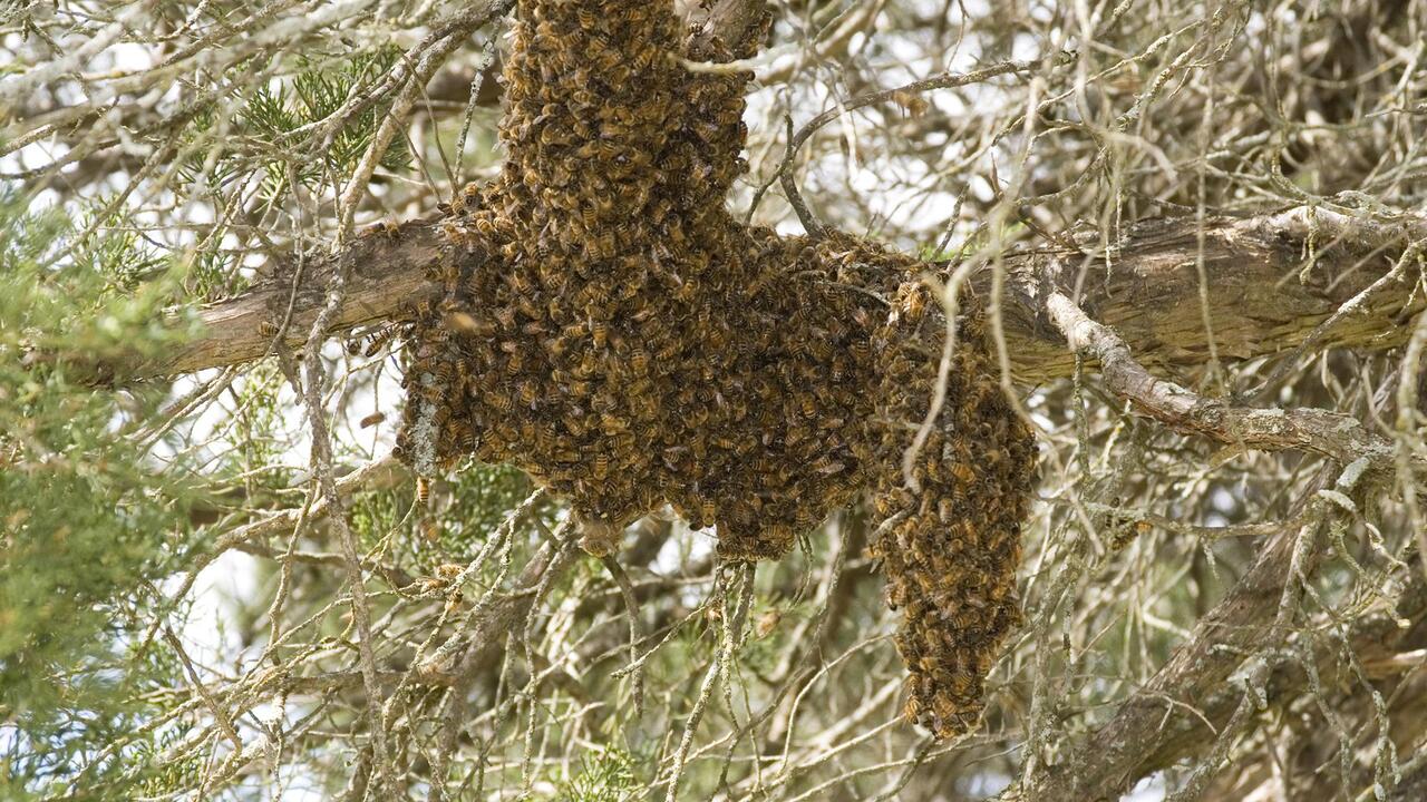 Honey Bee Swarm