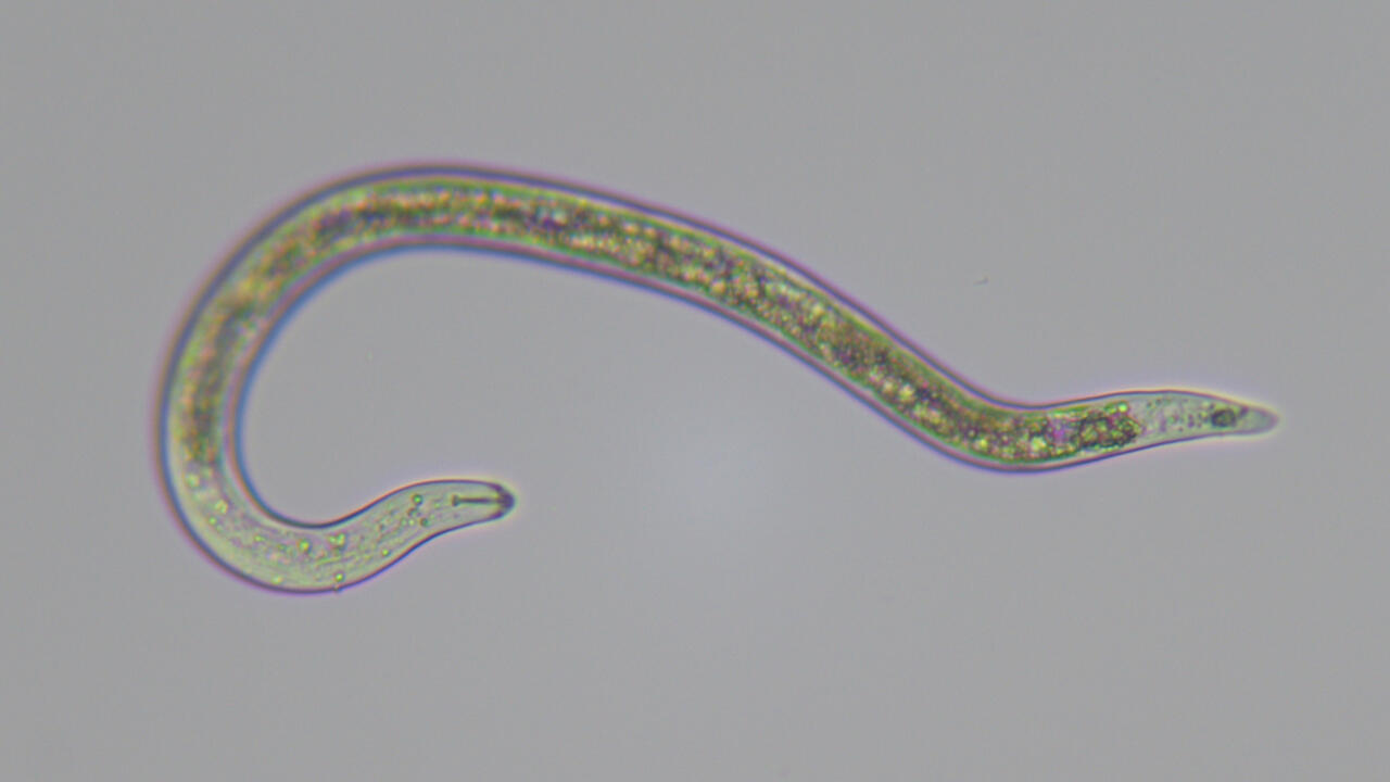 Image shows a transparent, worm-like creature.