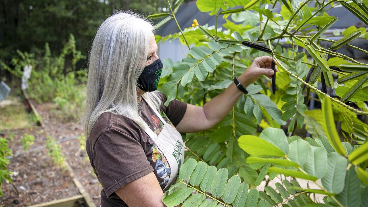 A woman reaches for a seed pod on a small tree.