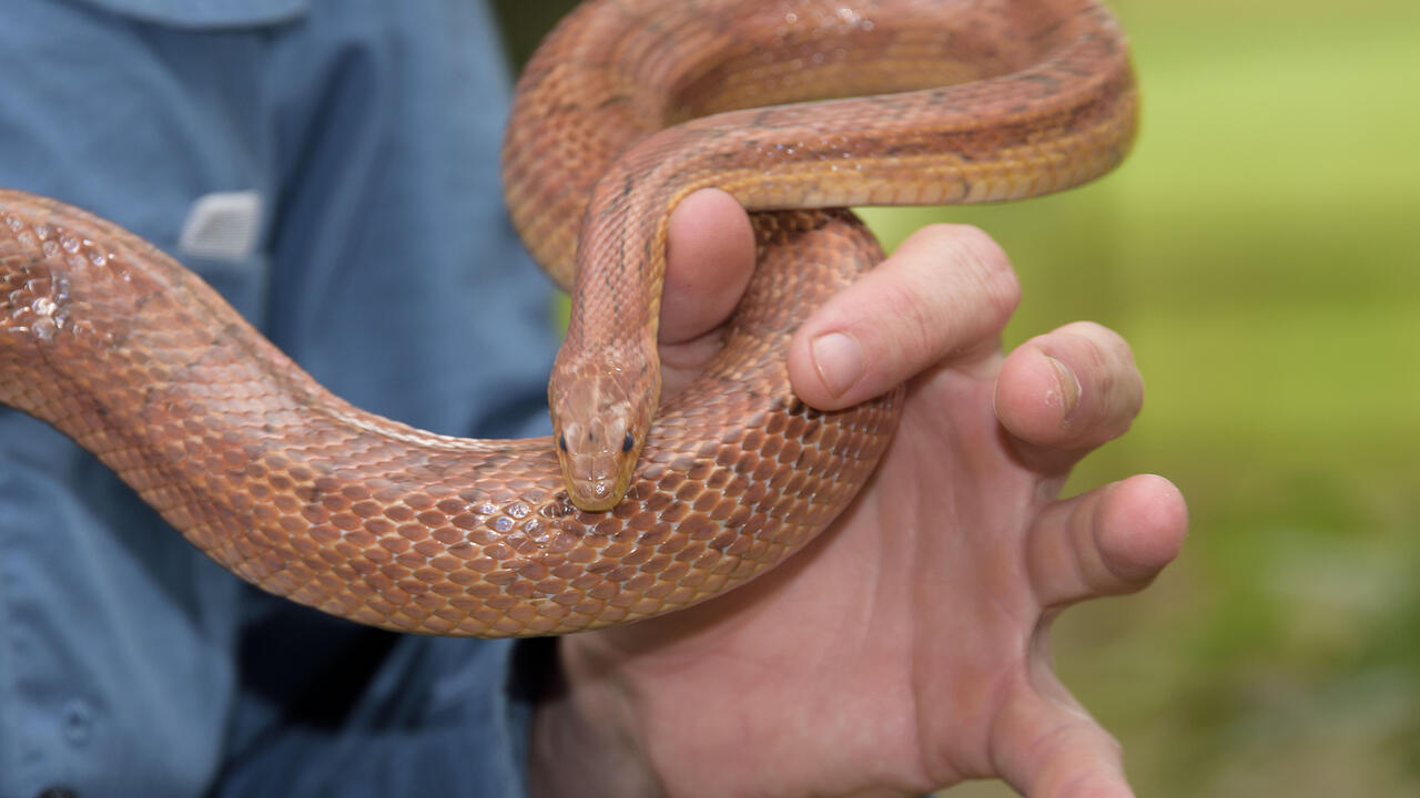 A hand holds a brown snake.