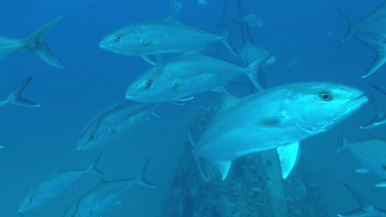 Large, silver fish swim in blue water.