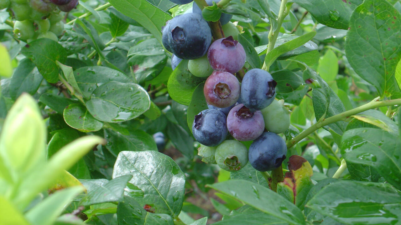 Blueberries grow on a bush.