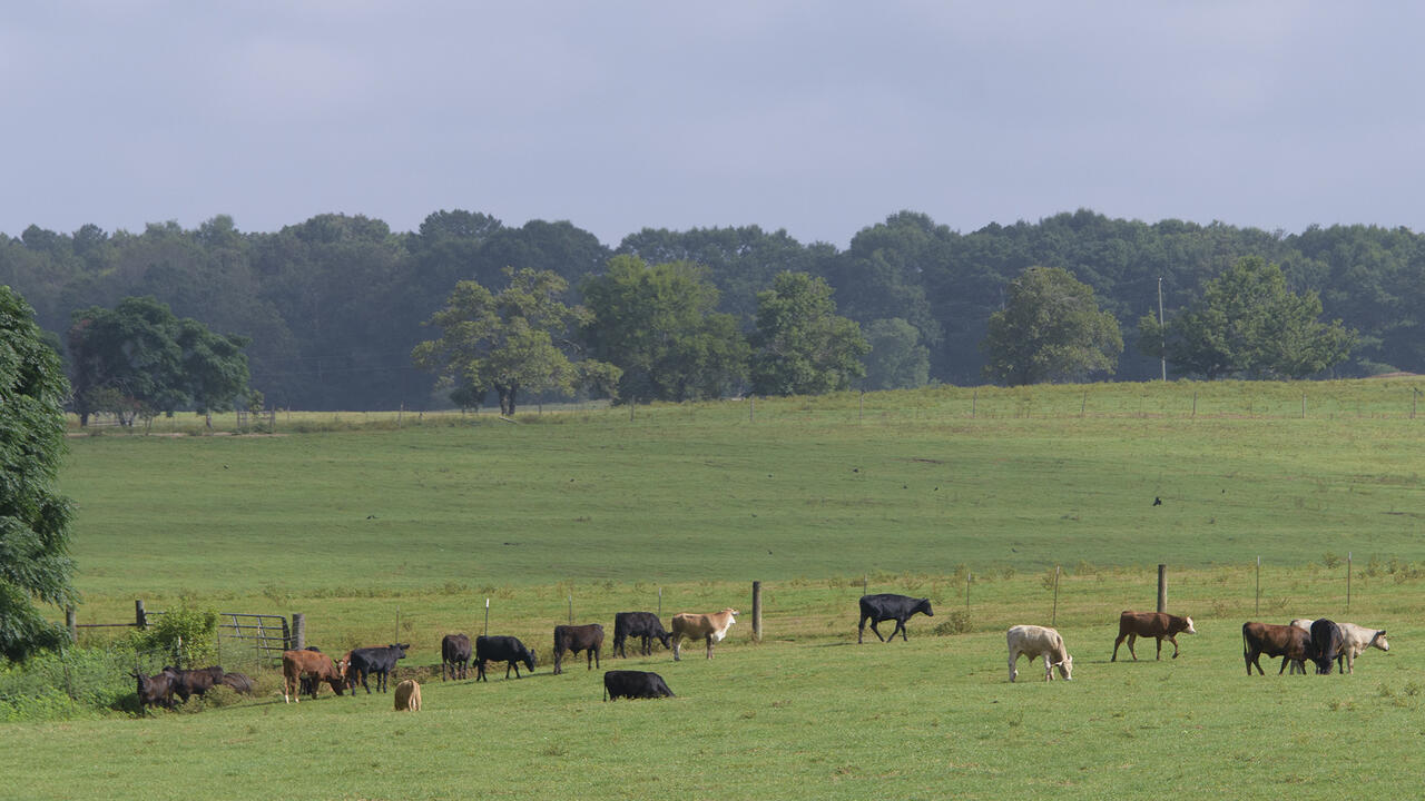 Cows graze in a field.