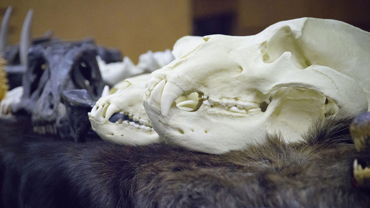A row of white or black animal skulls.