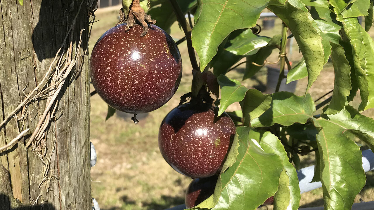 Passion fruit grown on a vine.