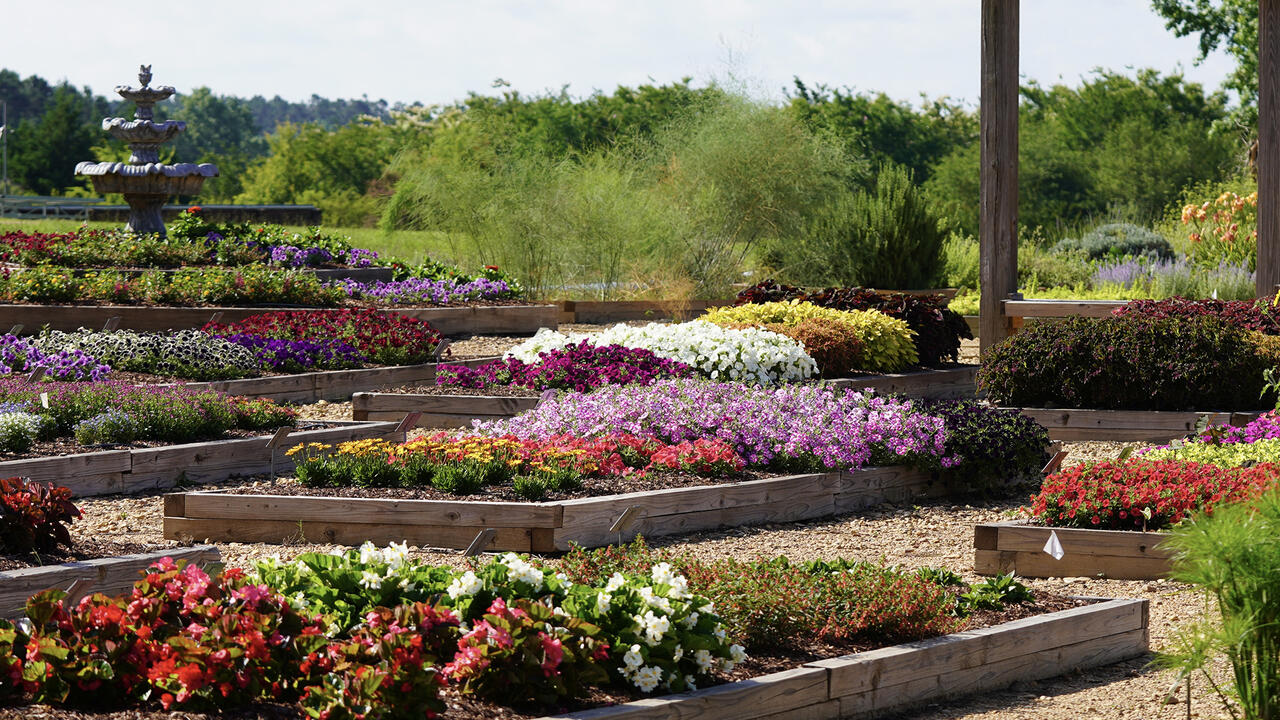 Trial gardens in bloom