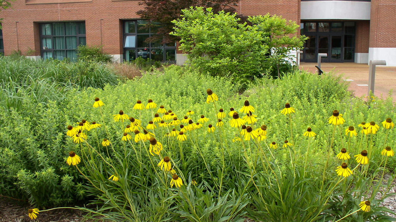 Yellow flowers bloom in the landscape in front of a building.