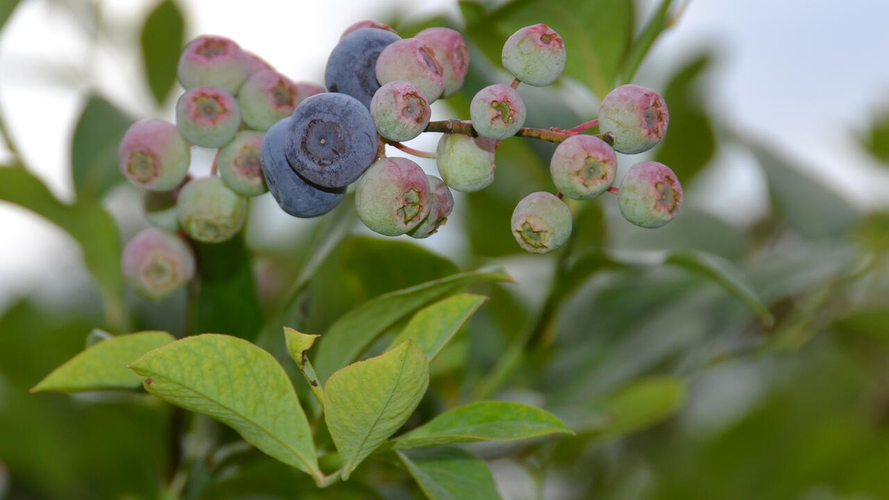 A close-up photo of blueberries on a branch of a bush.