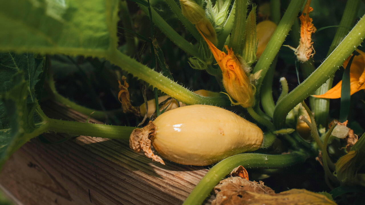 A squash sits in a garden.