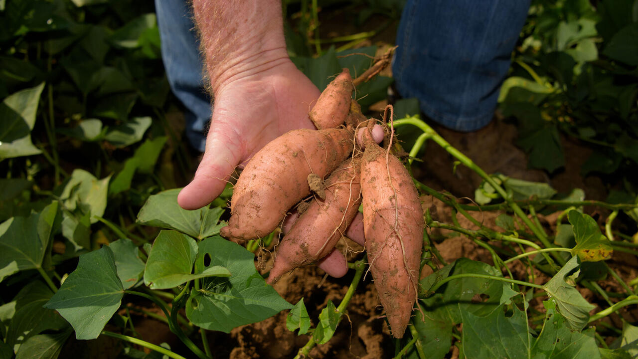 A hand holds sweet potatoes just lifted from the ground.
