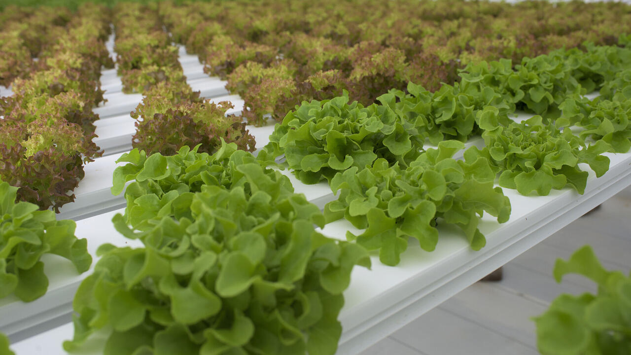 Rows of lettuce