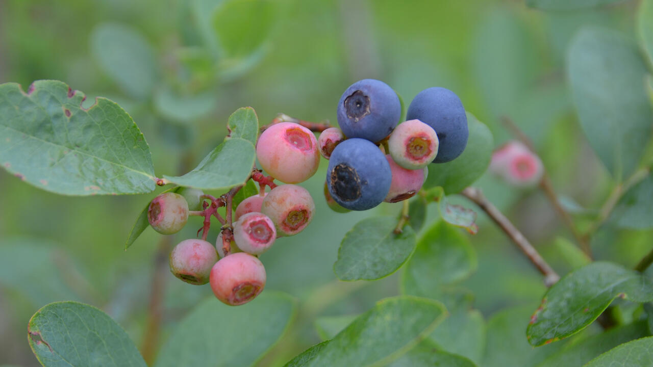 A closeup of blueberries on the bush.