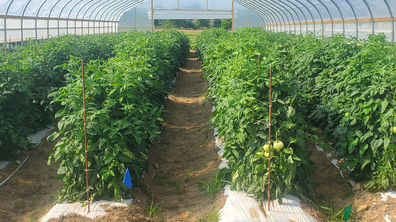 Plants grow in rows inside a greenhouse.