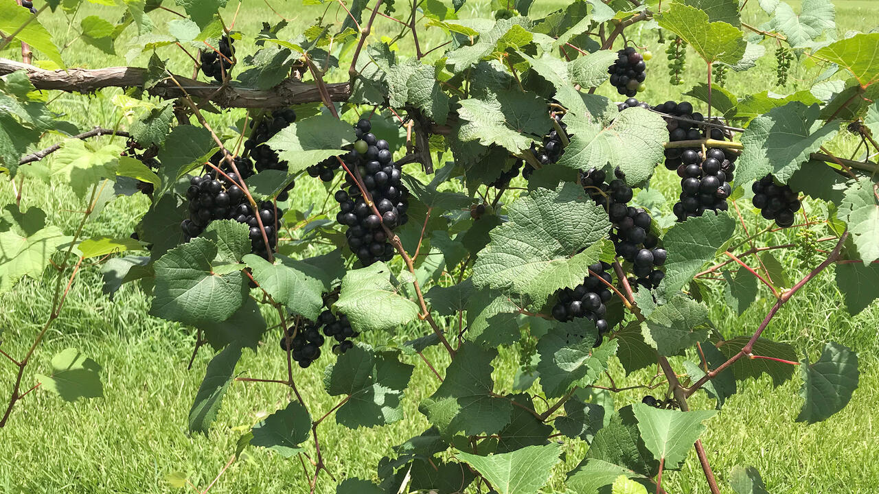 Black grapes grow in bunches on a vine.