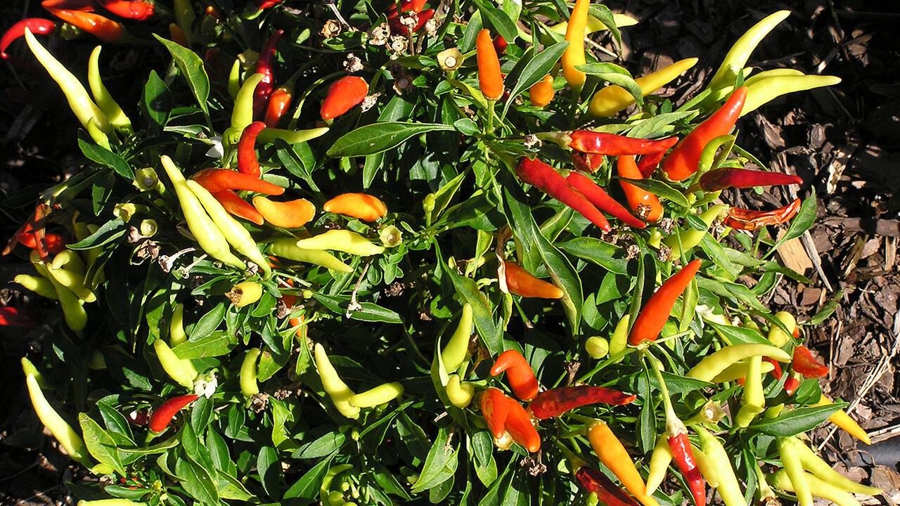 A pepper plant is shown in the garden.