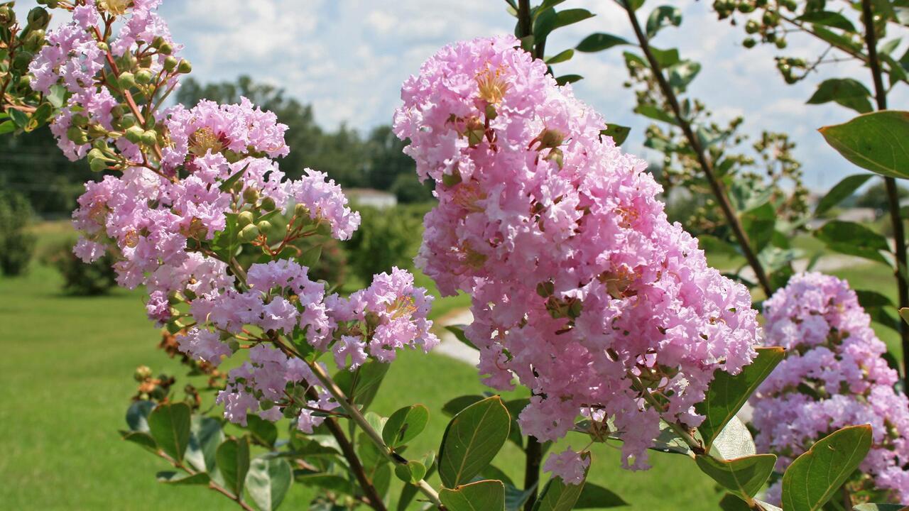 Green leaves cover branches that end in pink crape myrtle blossoms.