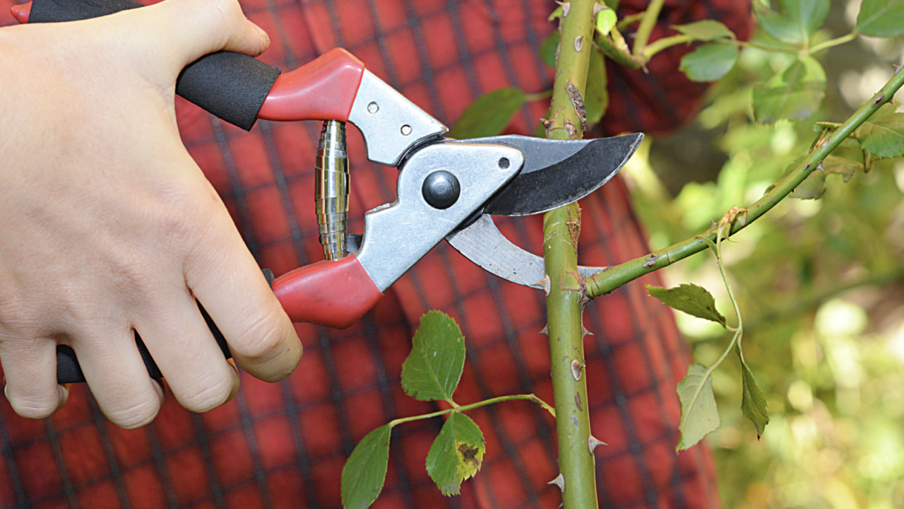 close up of a person pruning a branch with pruning sheers