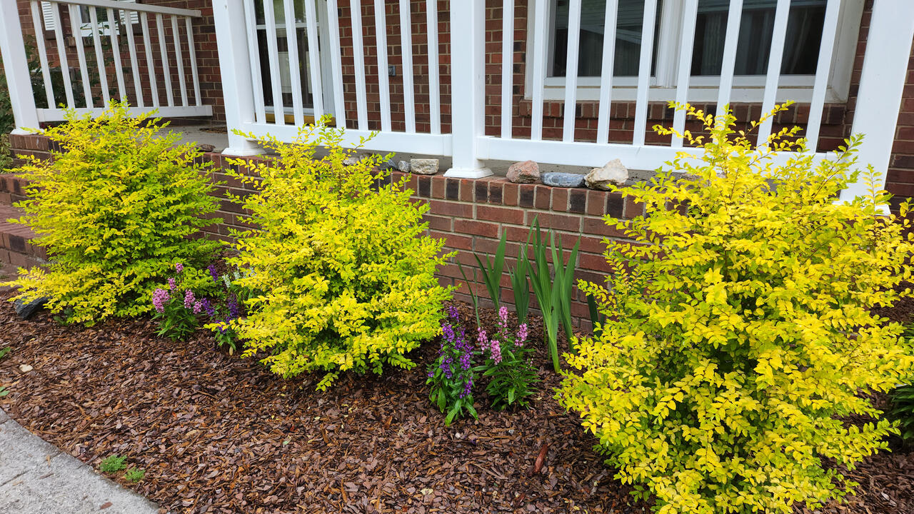 Three yellow shrubs grow in front of white railing.