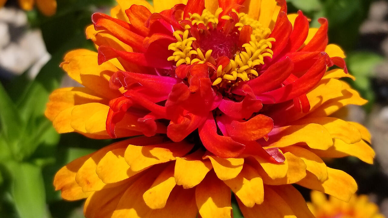 A multicolored orange bloom is fully open over green leaves.