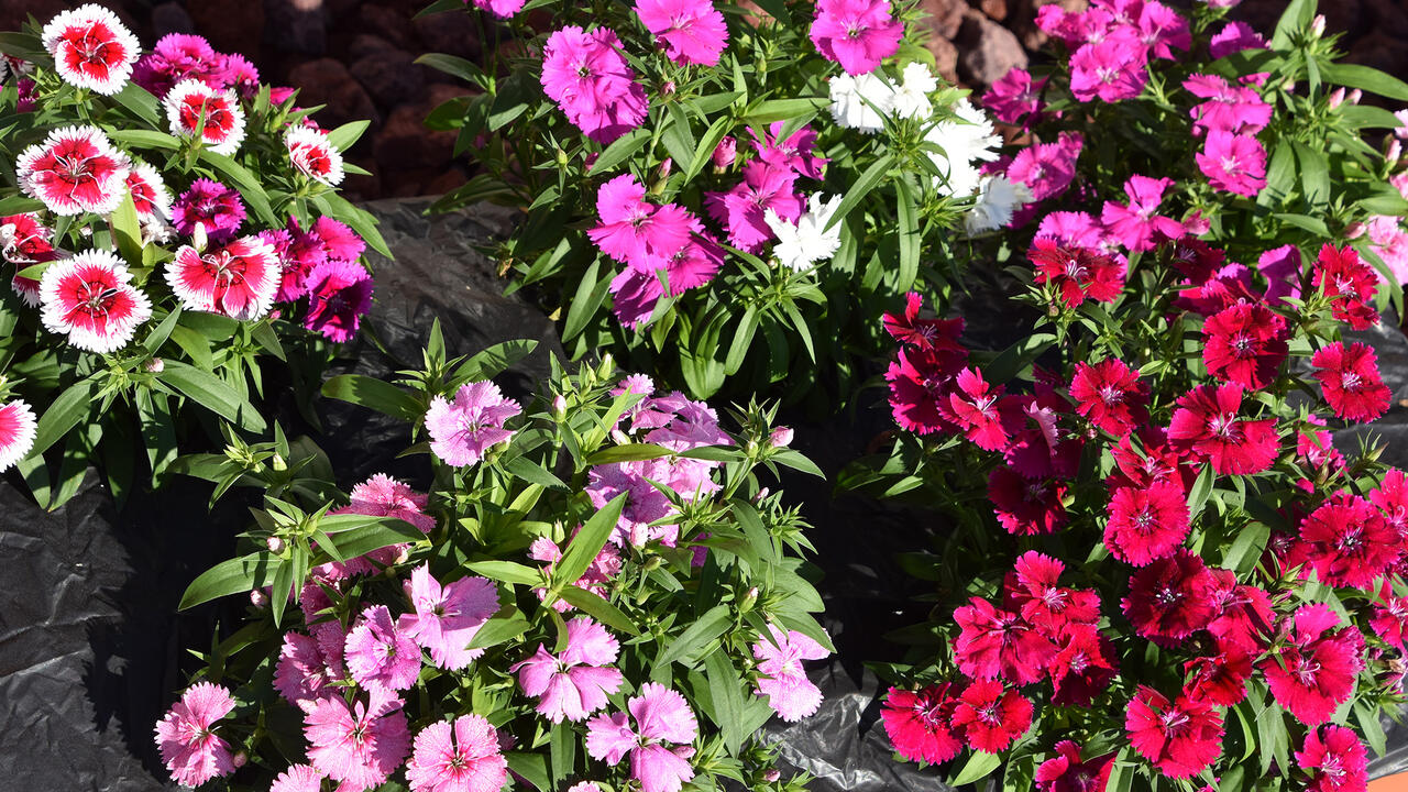 Different varieties of pink and white dianthus flowers.