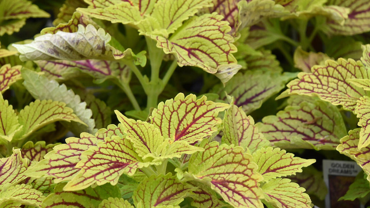 Maroon veins stand out on a sea of chartreuse leaves.