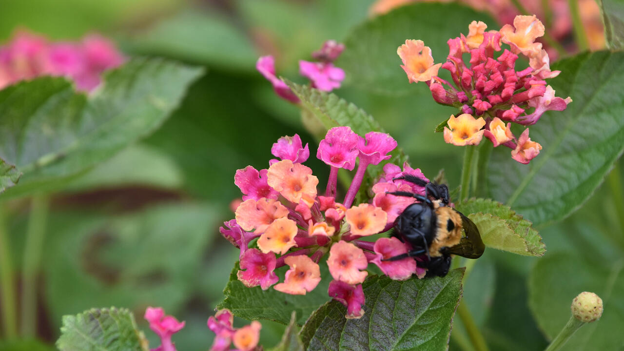 A bumblebee climbs on a single, pink-and-orange cluster of blooms.
