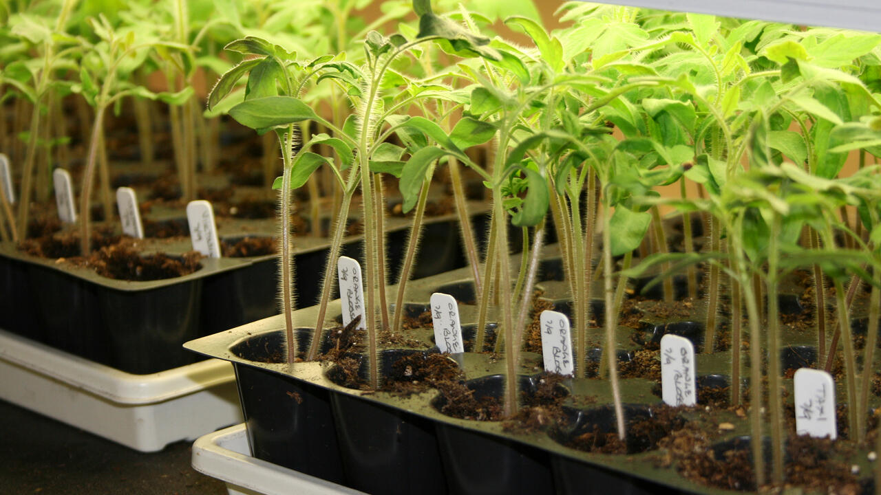 Slender, green seedlings grow in rows under lights in black trays marked by white tags.