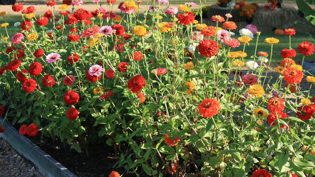 Dozens of brightly colored flowers rise on long, slender stems from a mass planting in a flower bed.