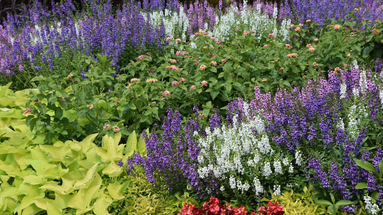 White and purple flower stalks are massed in a bed with a variety of pink flowers and different colors and shapes of green leaves.