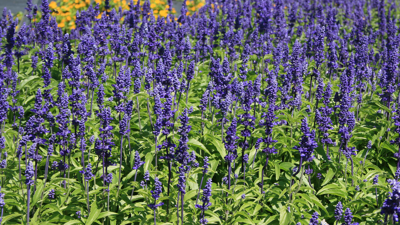 Scores of purple flower spikes rise from a bed of green foliage.