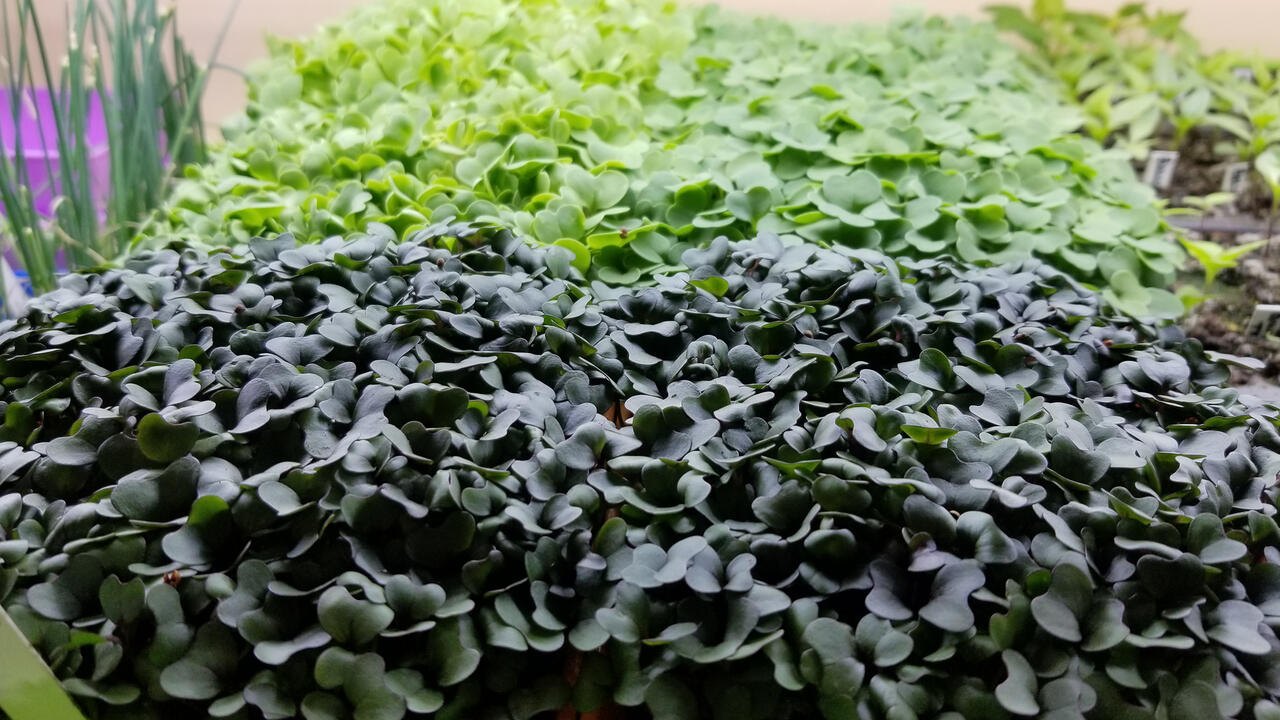 A carpet of tiny green and purple plants fill garden trays.