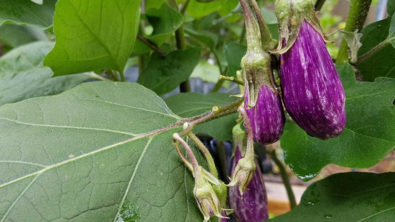 Tiny, purple eggplants grow on a vine.