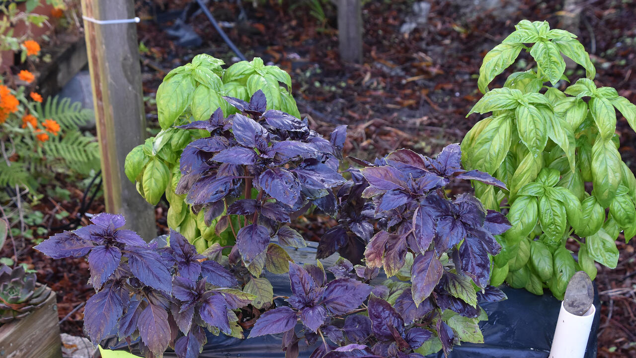 Purple and green plants grow from a rectangular, green container on the ground.
