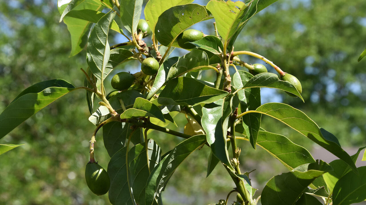 A small branch with green leaves has several small, green avacados growing from it.