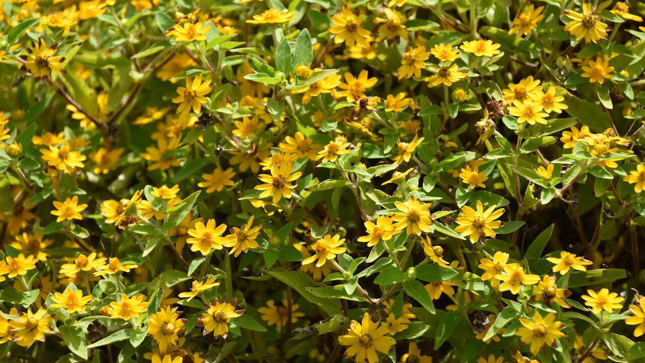 A green bush is covered in scores of yellow blooms.