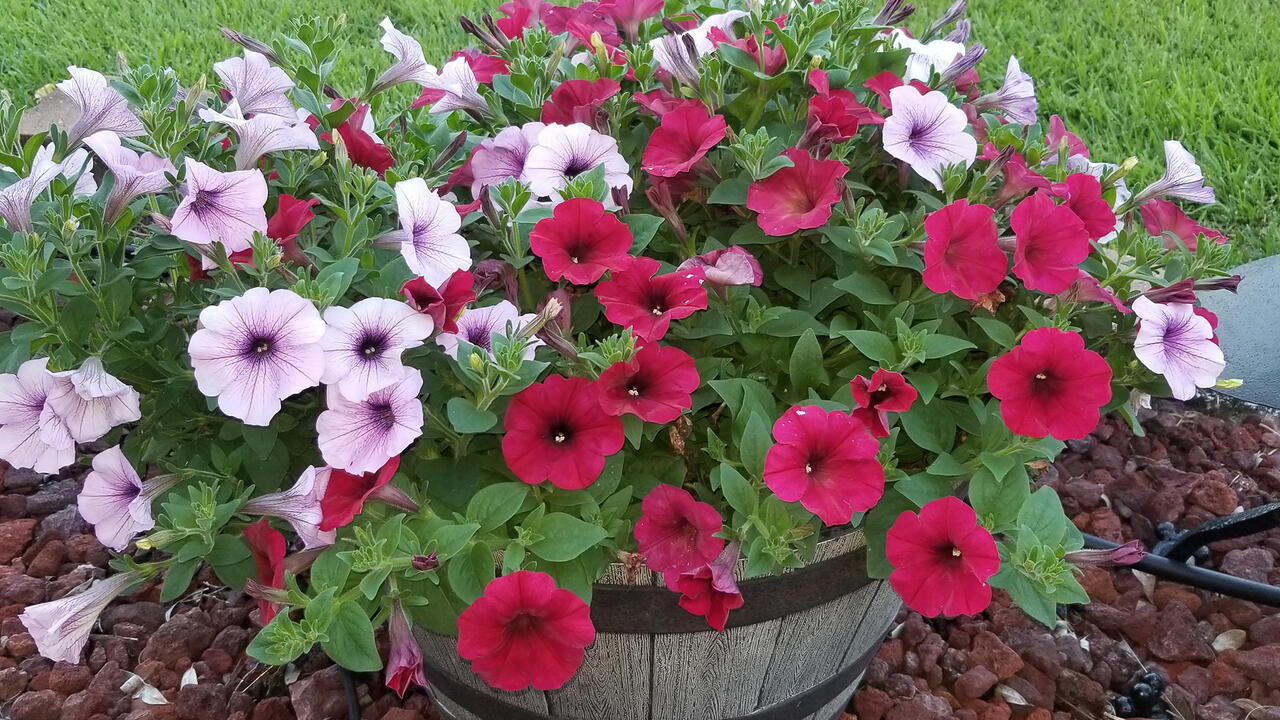 Red and white flowers with purple centers cover a plant growing from a wooden barrel.