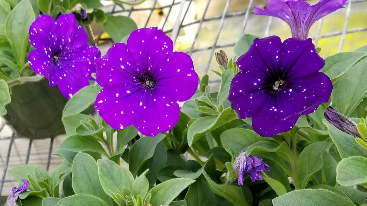 Individual purple flowers rise above the greenery placed on an open-grid surface.