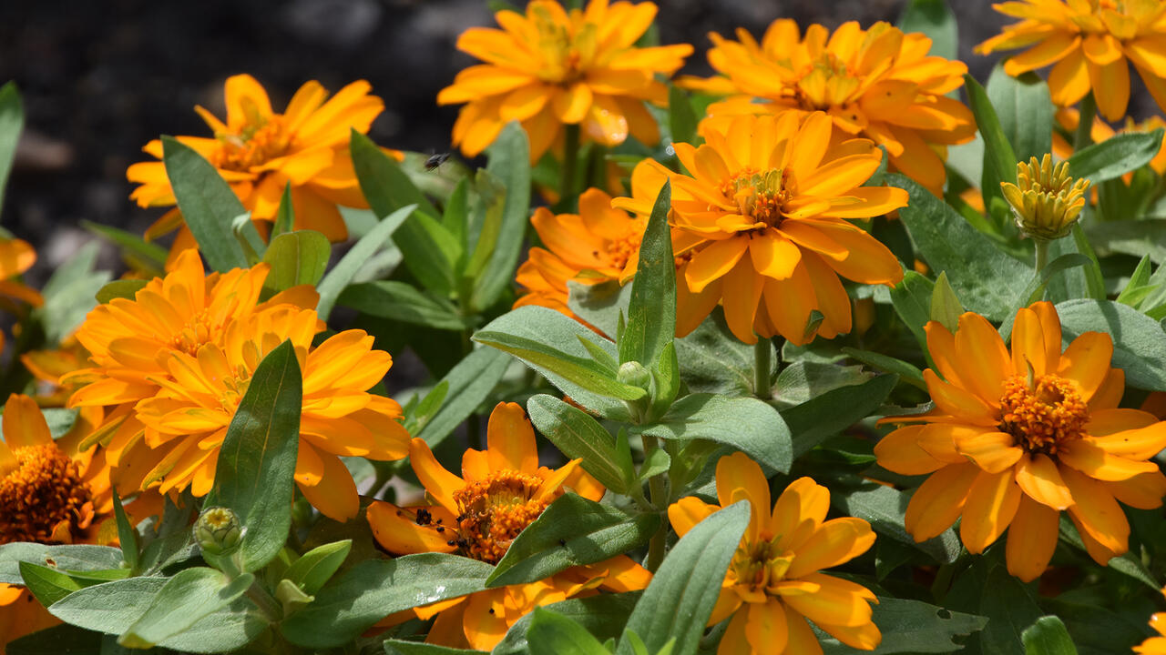 Orange blooms cover the top of a green plant.