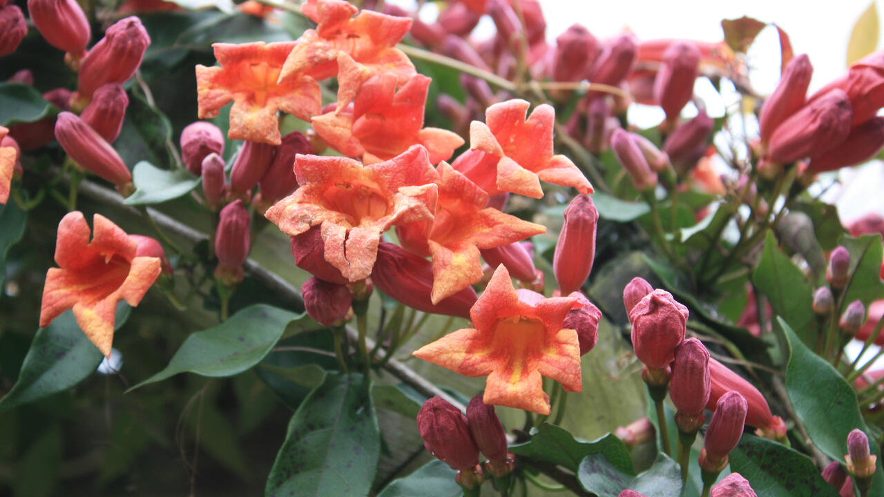 Trumpet-shaped orange flowers bloom on vines next to pink buds.